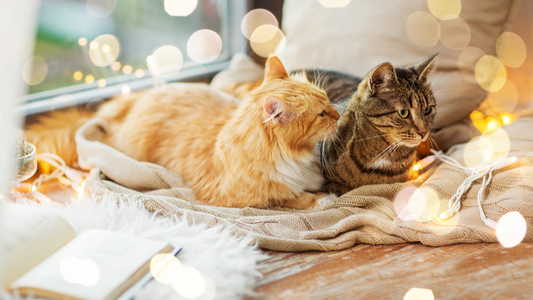 PetOne: PetShop Online - pisici