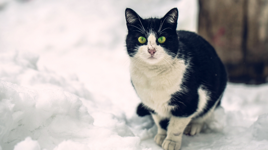 PetOne: PetShop Online - poezii,poezii despre pisici