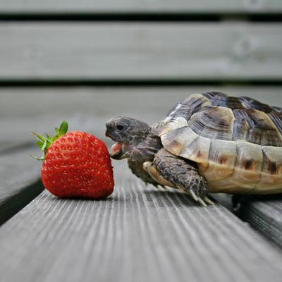 hrana si vitamine reptile petshop