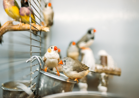 PetOne: PetShop Online - petone