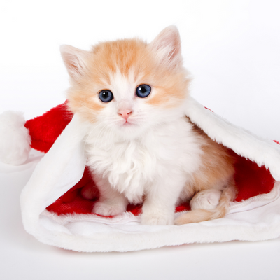 petshop petone.ro produse de sezon pisici