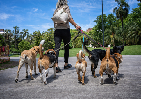 PetOne: PetShop Online - petone