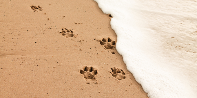 PetOne: PetShop Online - petone