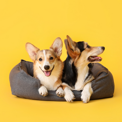 petshop petone.ro produse caini pentru acasa si auto