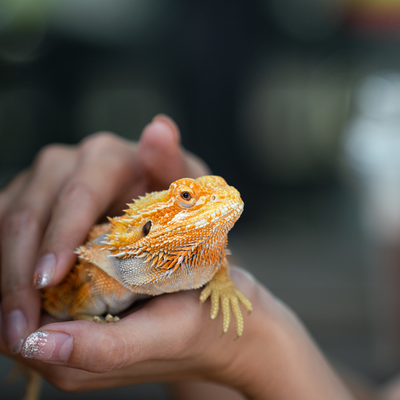 igiena reptile petshop produse