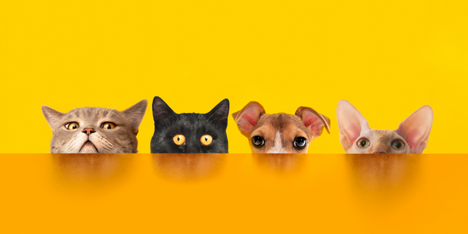 PetOne: PetShop Online - petone