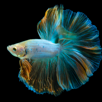 PetOne: PetShop Online - boli comune pesti acvariu