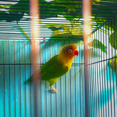 petshop petone.ro pasari colivii si accesorii, colivii