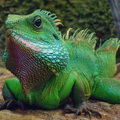 terarii si accesorii reptile
