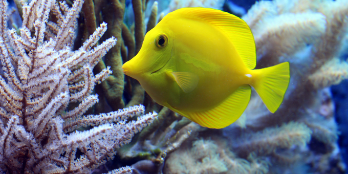 PetOne: PetShop Online - petone