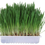 Iarba Trixie pentru Rozătoare - Amestec Semințe 100 g