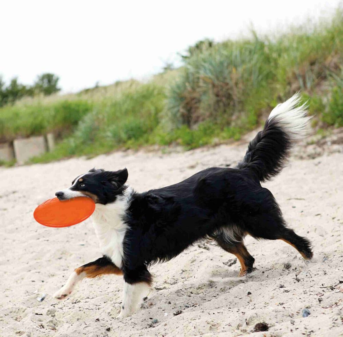 Disc Frisbee Plutitor pentru Câini TPR, 18 cm - Trixie - imagine 2