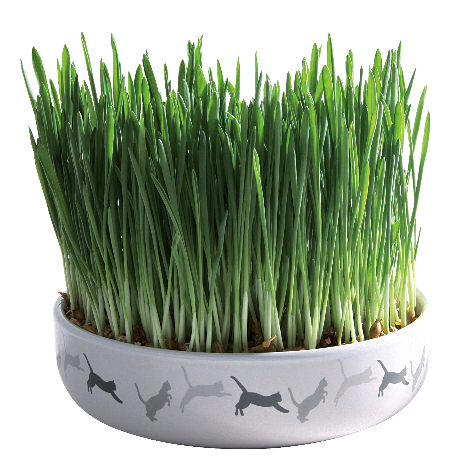 Bol Ceramic Trixie cu Semințe de Orz pentru Iarba Pisicii, 50 g Bol Ceramic Trixie cu Semințe de Orz pentru Iarba Pisicii, 50 g