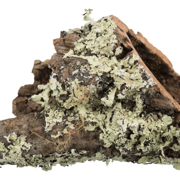 Tunel Plută Natural Trixie pentru Reptile și Rozătoare, XS-S