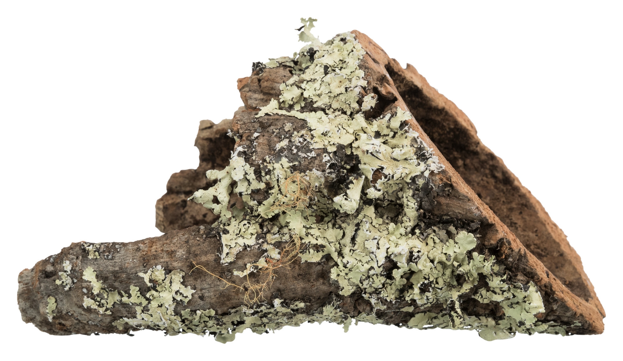 Tunel Plută Natural Trixie pentru Reptile și Rozătoare, XS-S Tunel Plută Natural Trixie pentru Reptile și Rozătoare, XS-S