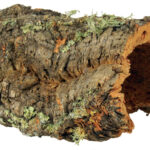 Decor Plută Natural pentru Reptile și Rozătoare, Trixie 15-25 cm