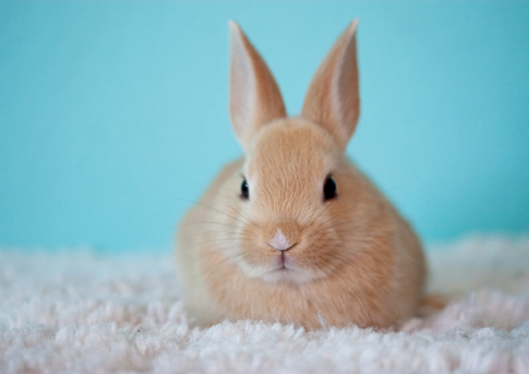PetOne: PetShop Online - petone