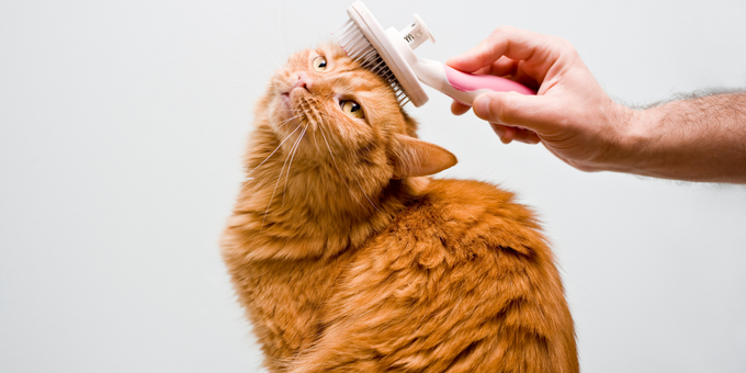 PetOne: PetShop Online - petone