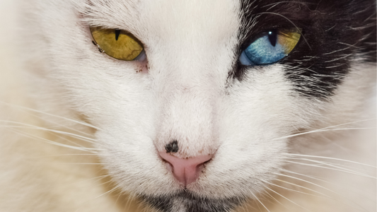 PetOne: PetShop Online - rase de pisici