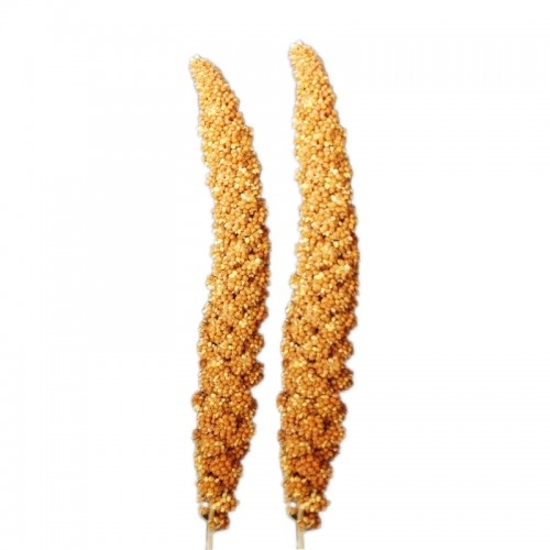 Mei Chinezesc Blister Exotic-K - Set 2 BUC pentru Pisici Mei Chinezesc Blister Exotic-K - Set 2 BUC pentru Pisici