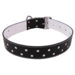 Zgarda Exotic-K L6 4.0/74 cm cu Ornament Negru pentru Câini