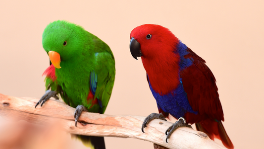 PetOne: PetShop Online - pasarile vorbitoare