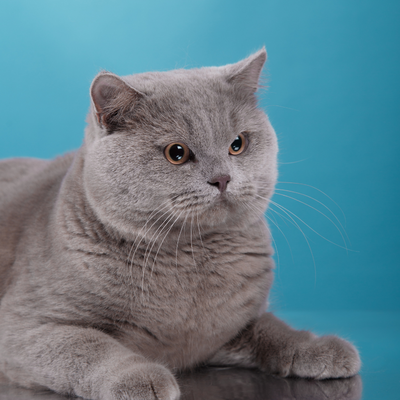 PetOne: PetShop Online - Jucării Interactive pentru Caini,jucarii inteligente caini,jucarii caini