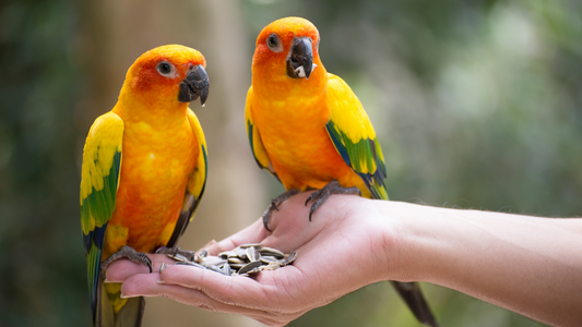 PetOne: PetShop Online - animale de companie