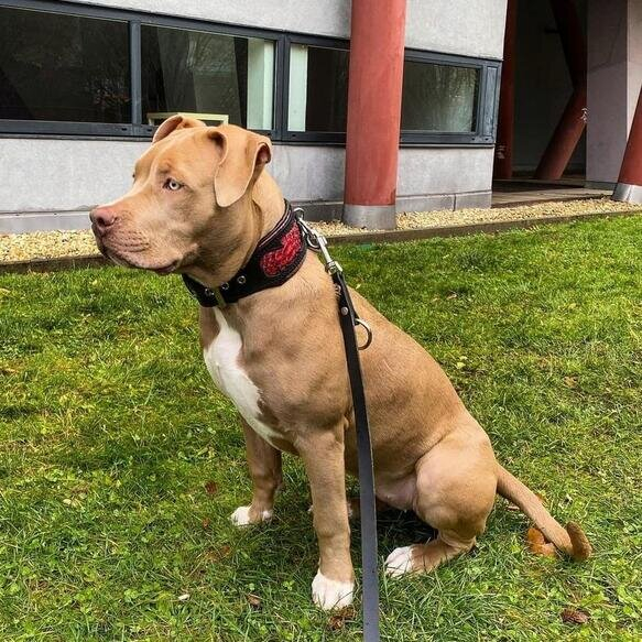 Zgarda Red Dragon din Piele Naturală, M, Negru - Bestia