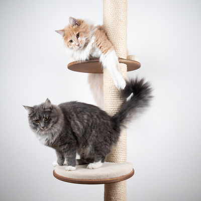 PetOne: PetShop Online - pisici