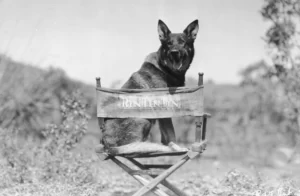 rin tin tin
