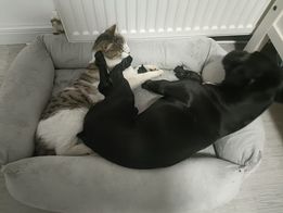 Cele mai drăguțe și amuzante poze cu Animale care îți vor lumina ziua PetOne: PetShop Online - poze,poze amuzante cu animale,poze dragute,poze cu animale haioase,animale haioase