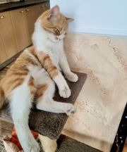 00 PetOne: PetShop Online - poze,poze amuzante cu animale,poze dragute,poze cu animale haioase,animale haioase