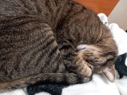 0000000 PetOne: PetShop Online - poze,poze amuzante cu animale,poze dragute,poze cu animale haioase,animale haioase