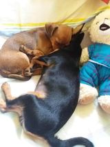 090 PetOne: PetShop Online - poze,poze amuzante cu animale,poze dragute,poze cu animale haioase,animale haioase