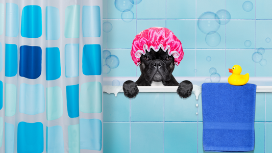PetOne: PetShop Online - baie caine