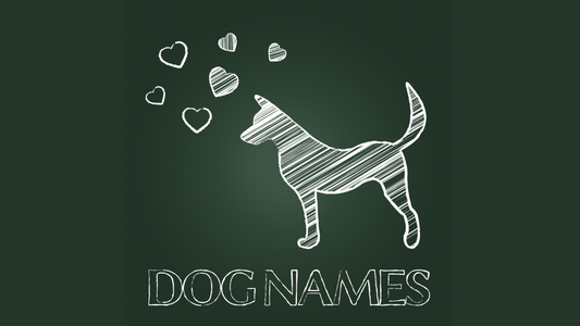 PetOne: PetShop Online - nume pentru cainele tau