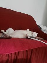 14 PetOne: PetShop Online - poze,poze amuzante cu animale,poze dragute,poze cu animale haioase,animale haioase