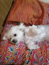 16 PetOne: PetShop Online - poze,poze amuzante cu animale,poze dragute,poze cu animale haioase,animale haioase