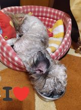 17 PetOne: PetShop Online - poze,poze amuzante cu animale,poze dragute,poze cu animale haioase,animale haioase