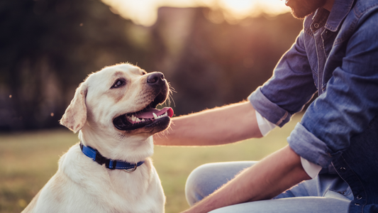 PetOne: PetShop Online - ingrijirea cainelui