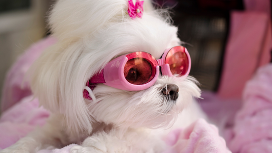 PetOne: PetShop Online - moda la caini