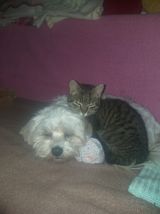 20 PetOne: PetShop Online - poze,poze amuzante cu animale,poze dragute,poze cu animale haioase,animale haioase
