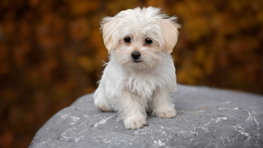 PetOne: PetShop Online - bichon maltez