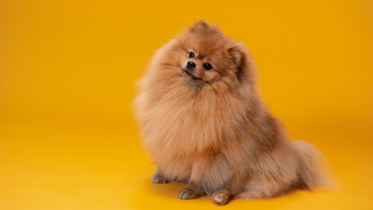 PetOne: PetShop Online - pomeranian
