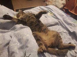 212 PetOne: PetShop Online - poze,poze amuzante cu animale,poze dragute,poze cu animale haioase,animale haioase