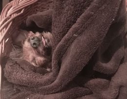 22 PetOne: PetShop Online - poze,poze amuzante cu animale,poze dragute,poze cu animale haioase,animale haioase