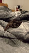 2222 PetOne: PetShop Online - poze,poze amuzante cu animale,poze dragute,poze cu animale haioase,animale haioase