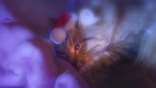PetOne: PetShop Online - ce inseamna cand visezi pisica?