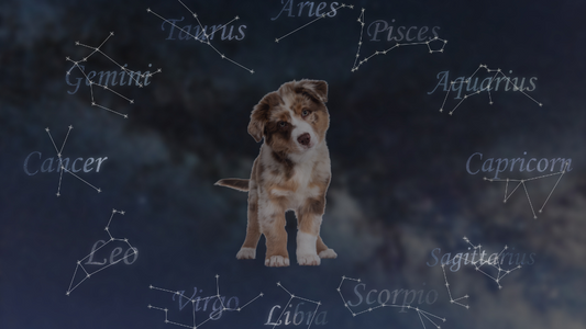 PetOne: PetShop Online - dogstrology